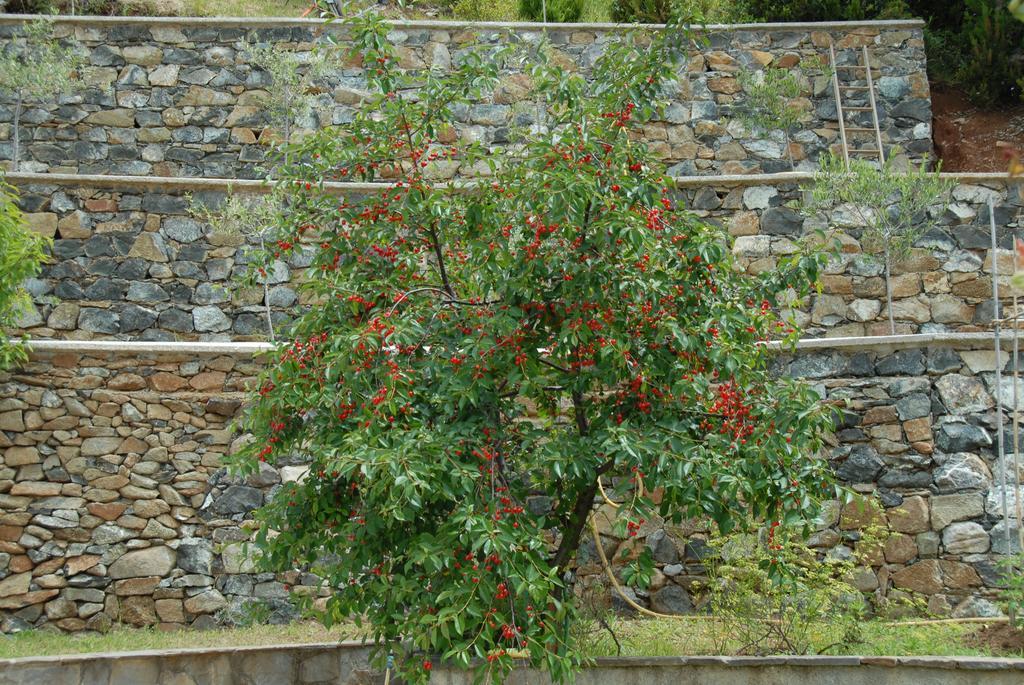 B&B Villa Luisa Casarza Ligure Exteriér fotografie