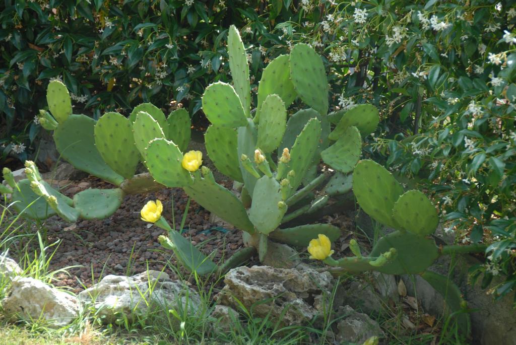 B&B Villa Luisa Casarza Ligure Exteriér fotografie